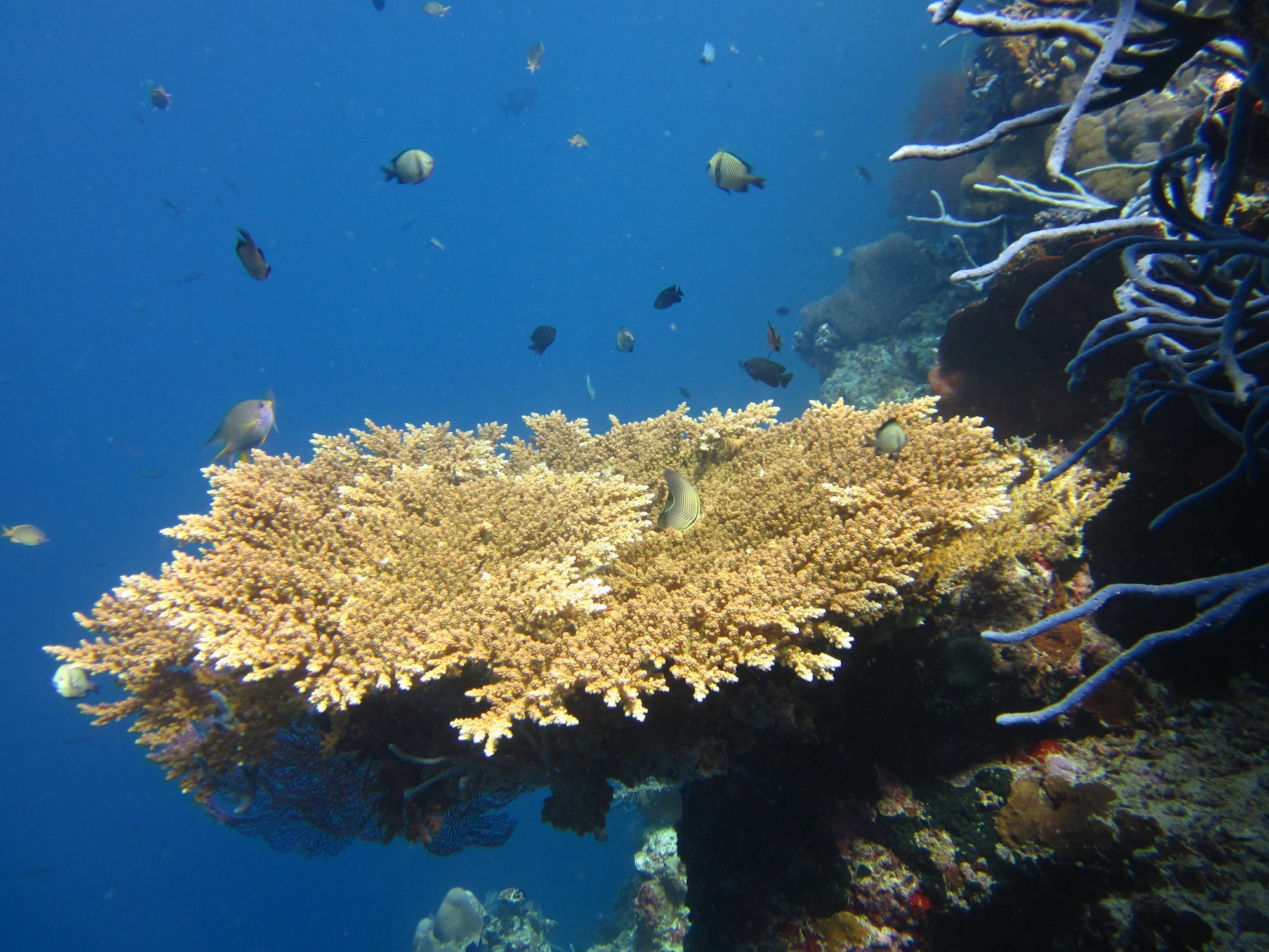Villa Pelangi Bali Seririt  Esterno foto